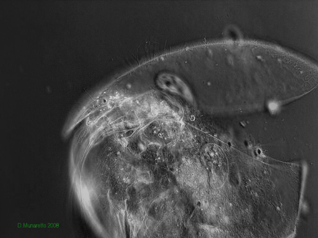 RADIOGRAFIA di un cadavere di pulce d''acqua...